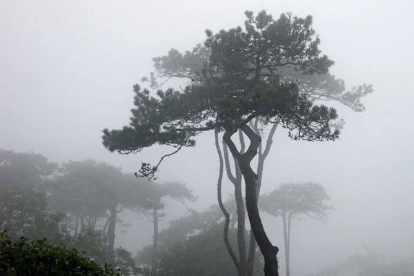 Bäume im Nebel