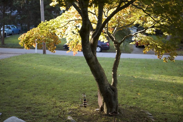 L1000018 Emory Grove.jpg
