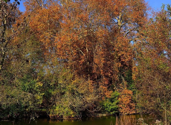 Herbst (2).jpg