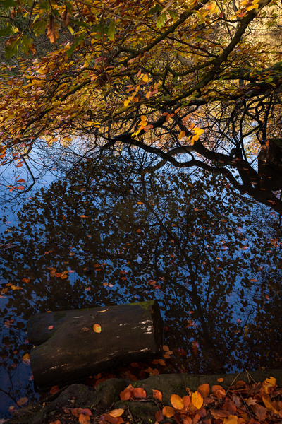 Epping forest in all its splendour