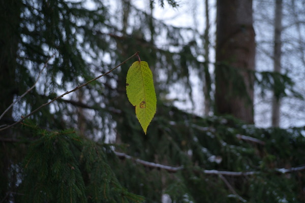 L1060217.jpeg