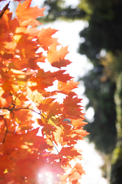 Orange-tree-detail.jpg