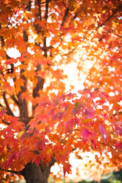 Orange-tree.jpg