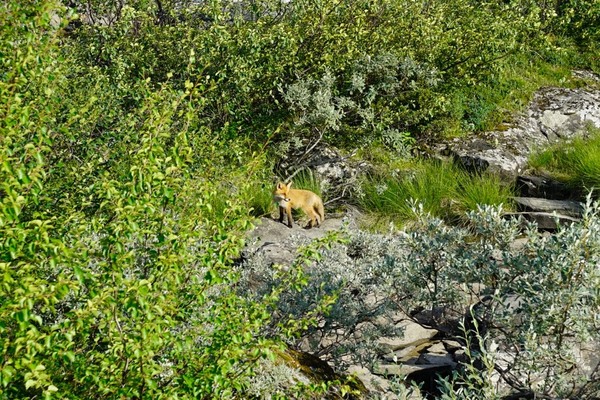 _DSC1015_1024TUNDRAFOX.jpg