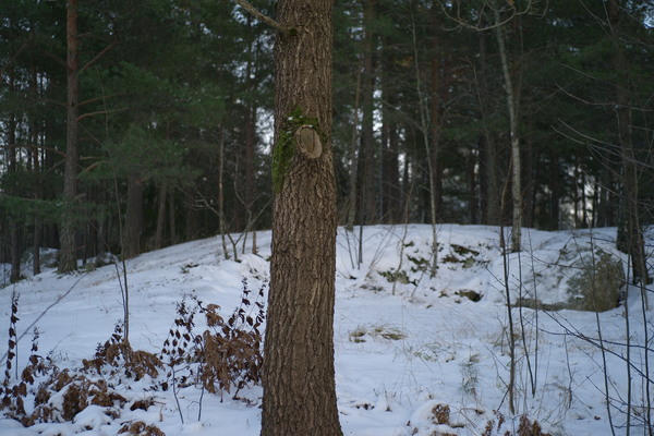 Oak.jpeg
