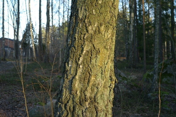 L1060274.jpeg