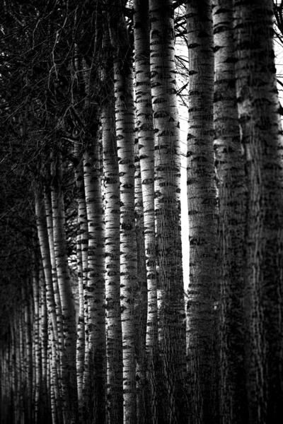 Poplets B&W