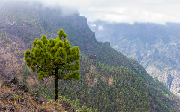 Growing in the caldera.2.jpg