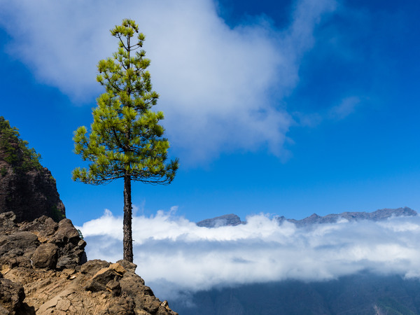 Growing on the edge 2.jpg