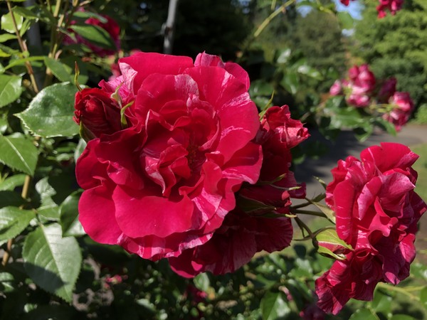 Rose Garden