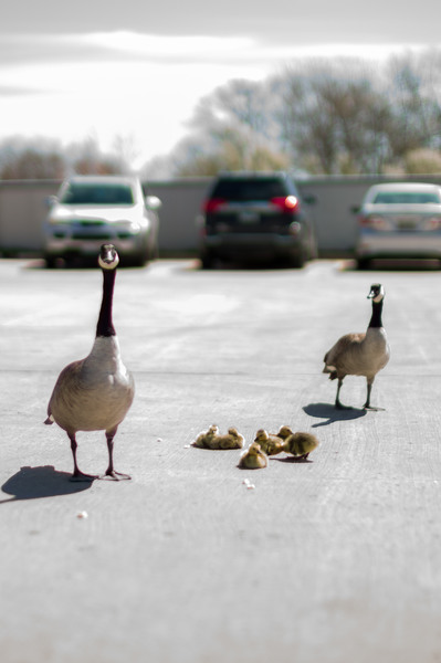 Goslings