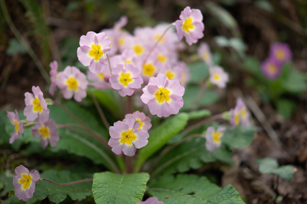 Spring5