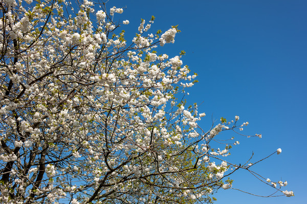 Spring7