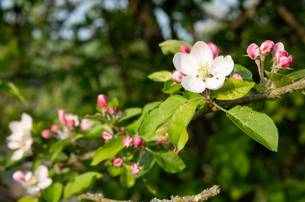 Spring9