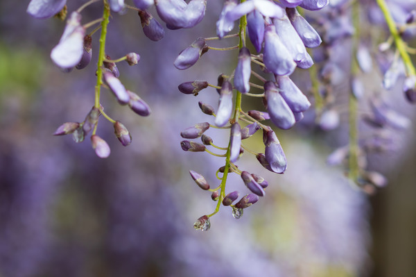 Spring2