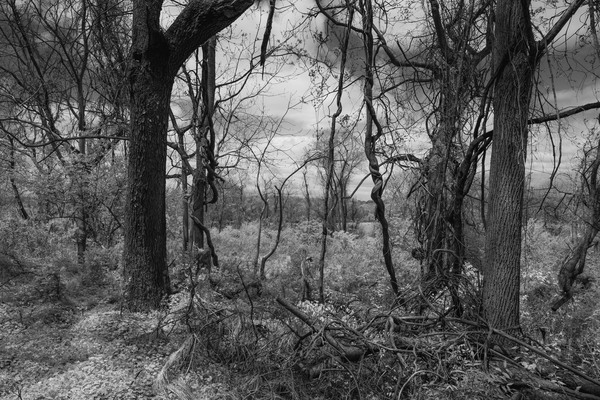 forest.jpg