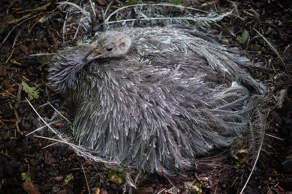Pile of feathers