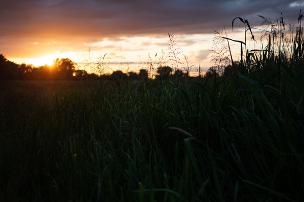 Fens 3