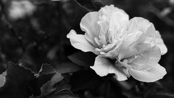 L1000472bw.jpg