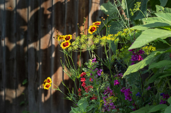 Wildflowers