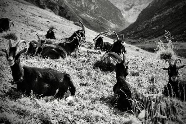 Mountain Goats Val Fedoz