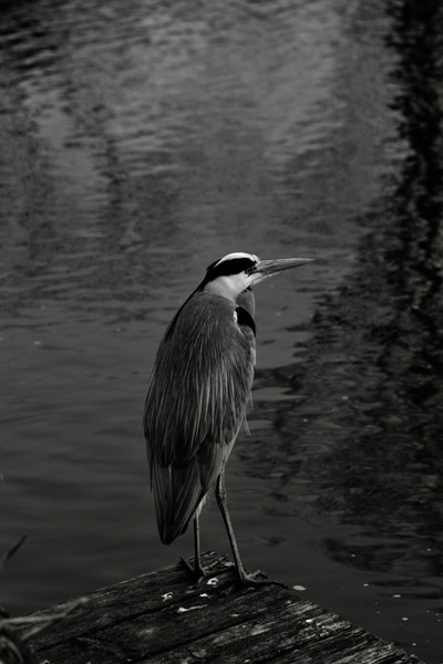 Grey Heron