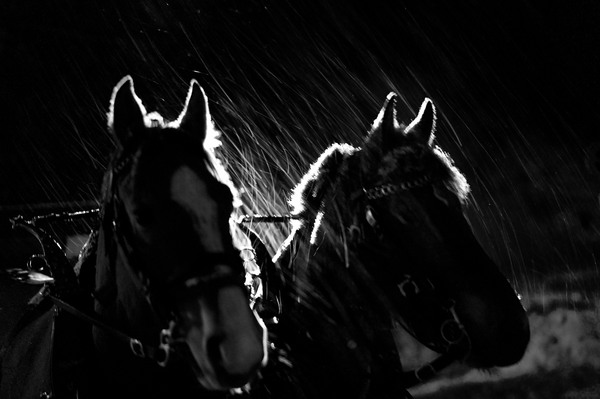 Horses in the Snowstorm