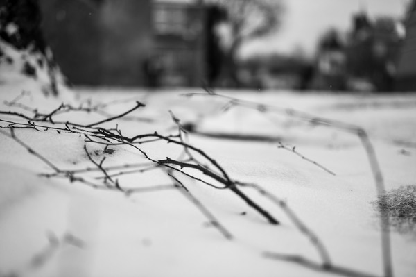 Tottenham Cemetery 5