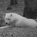 d_w_wolves