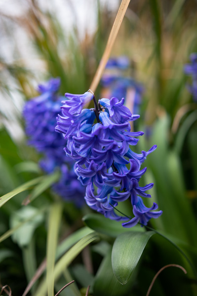 In bloom 1