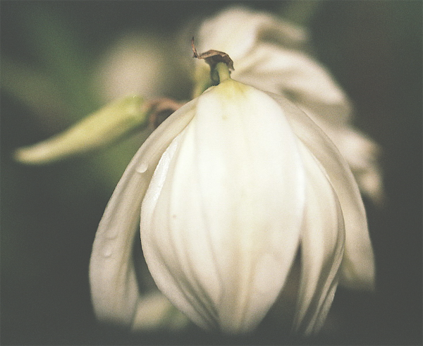 Vario+macro+kodak200.png
