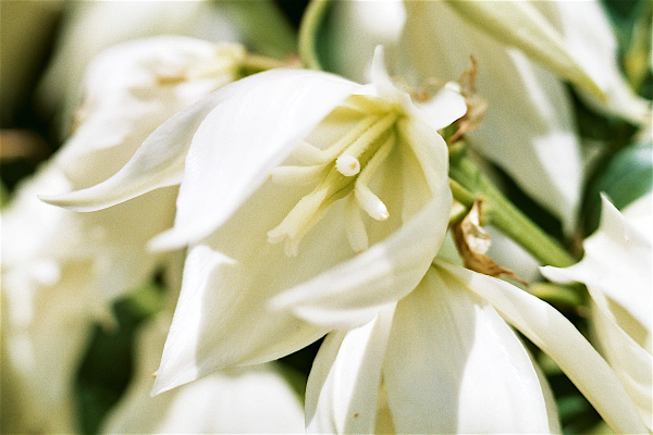 vario75-200+macro.png