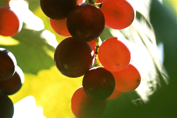 vario+macro+kodak200c.jpg