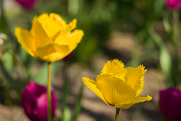 Tulips(2)-2400275.jpg