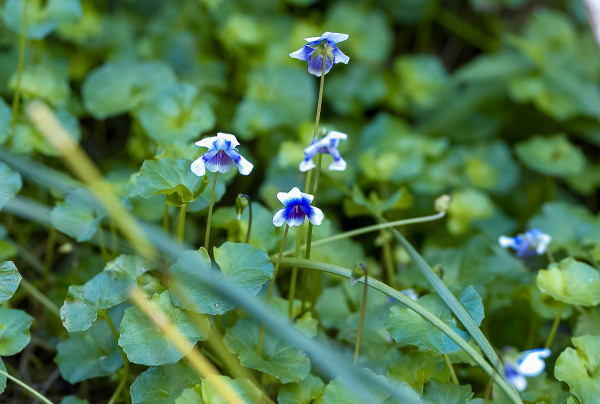 Brisbane In Autumn Australian Native Violets