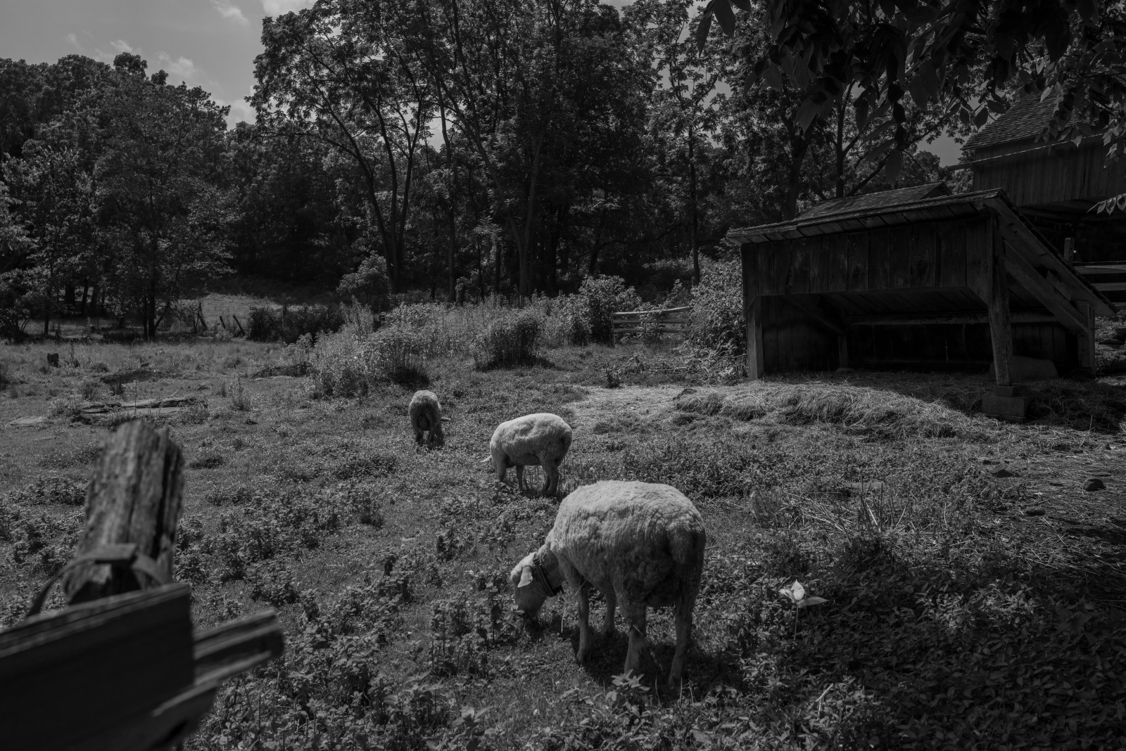 Quiet Valley Historical Farm