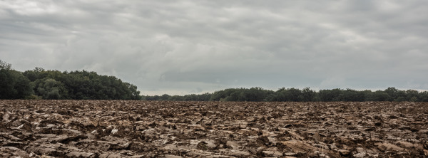 Field.jpg