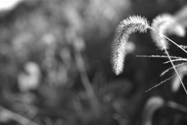 Dog tails