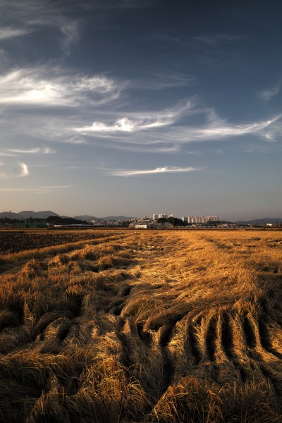 Windful rice field