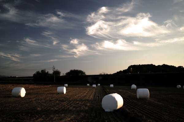 Marshmallow field