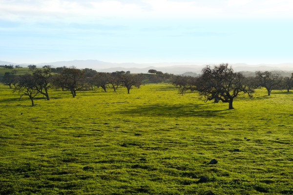 Upper Mesa