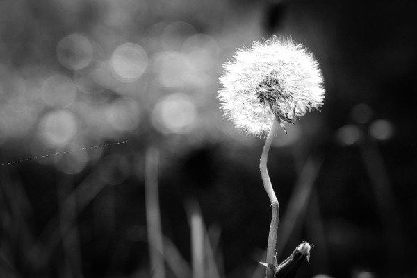 Dandelion.jpeg