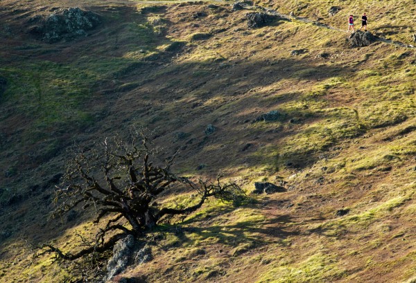 Mount Tam Dead Tree