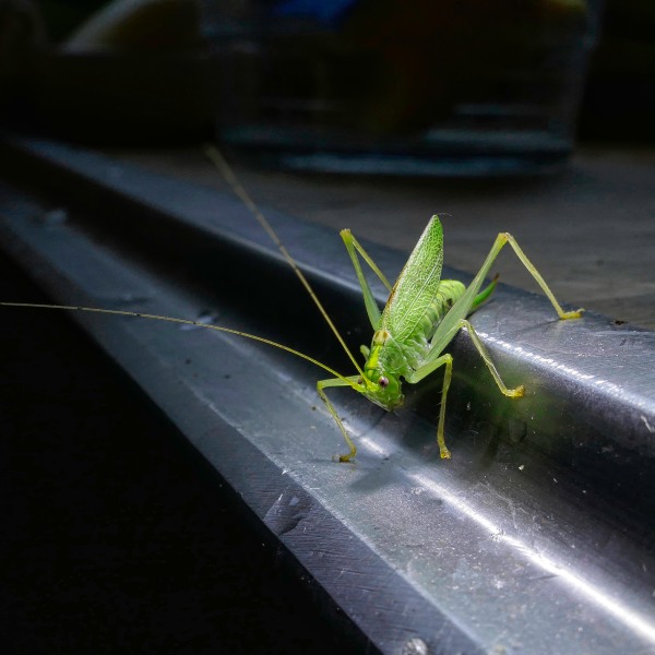 Hopper.jpeg