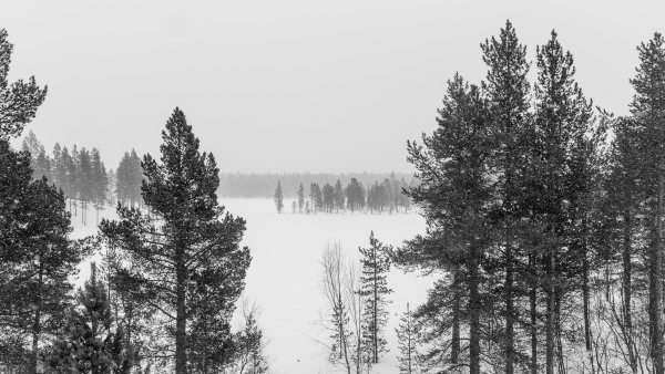 L1003029.jpg