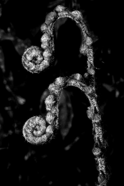 fern.jpeg