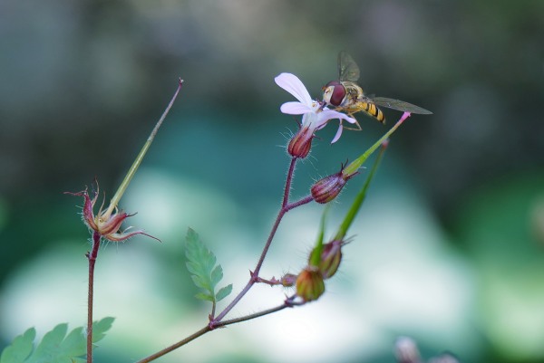 Blüte.jpeg