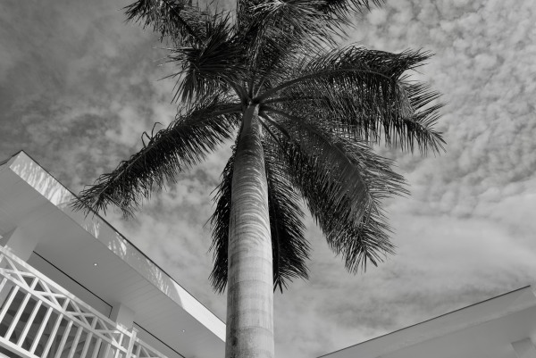 Villa Palm