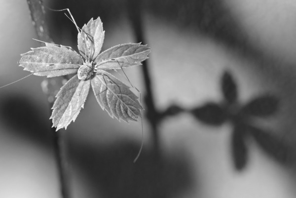 Flower-Spider.jpeg