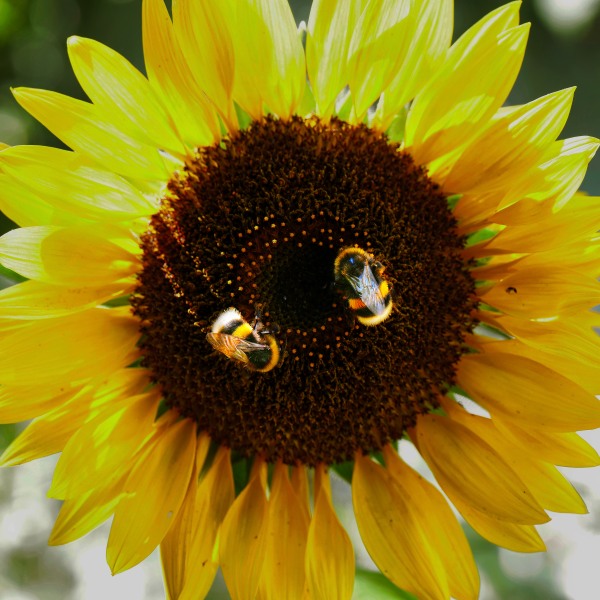Sunflower_2.jpeg